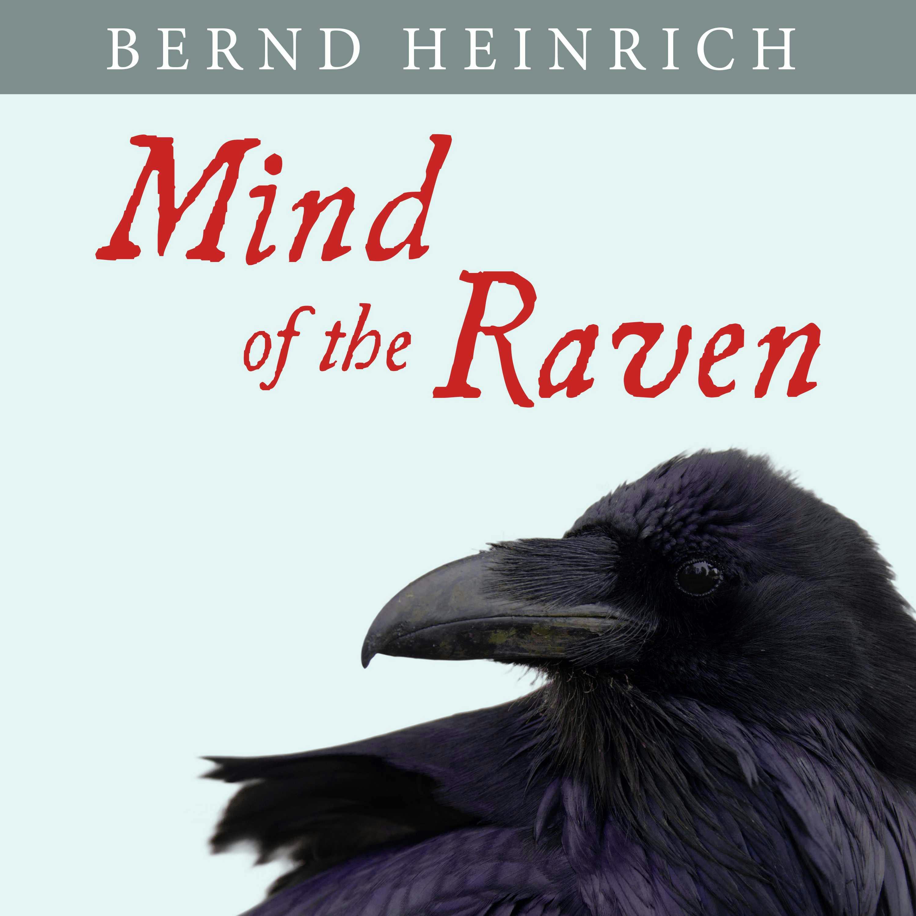 Mind of the Raven: Investigations and Adventures With Wolf-birds - Bernd Heinrich