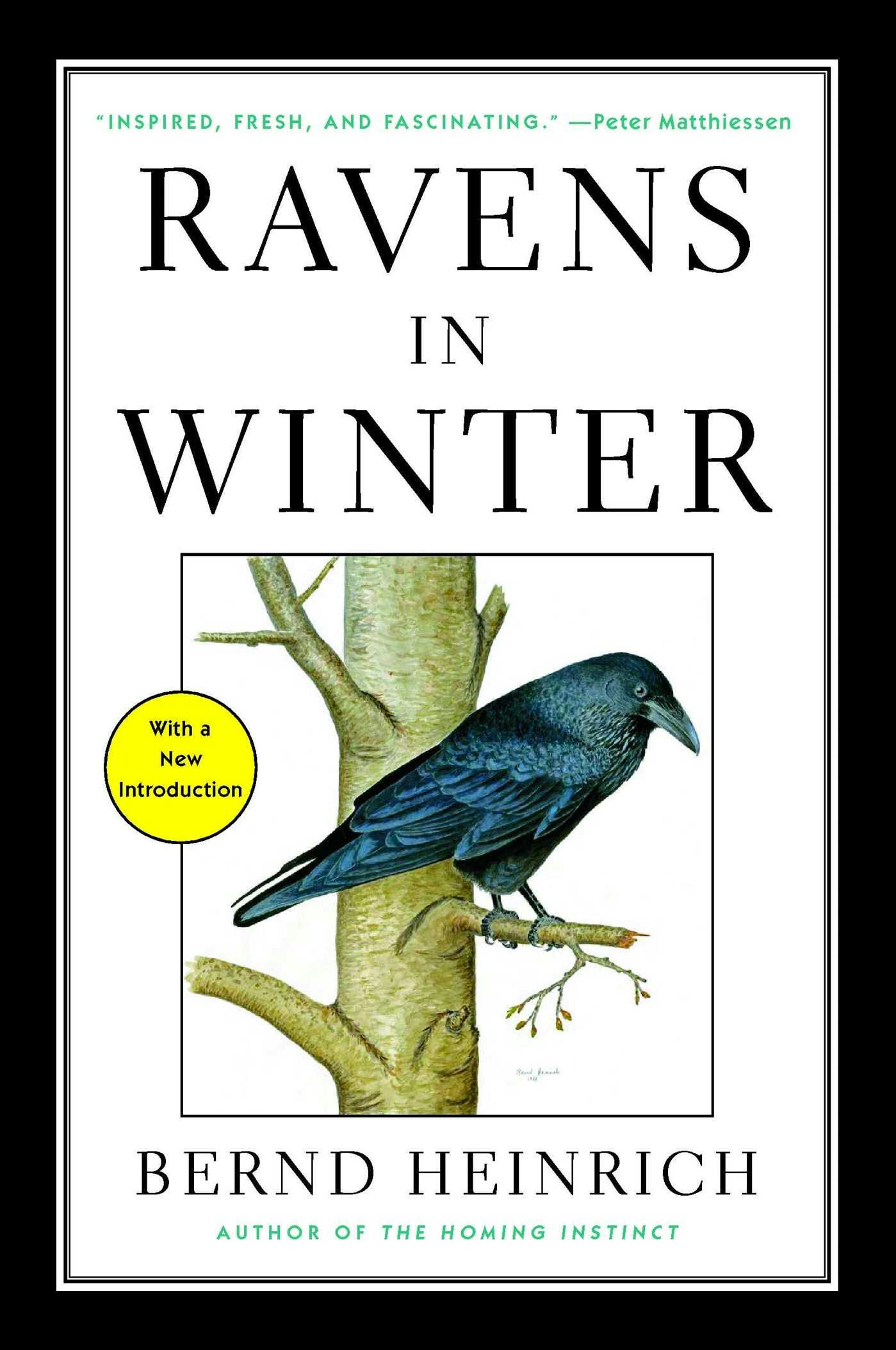 Ravens in Winter - Bernd Heinrich