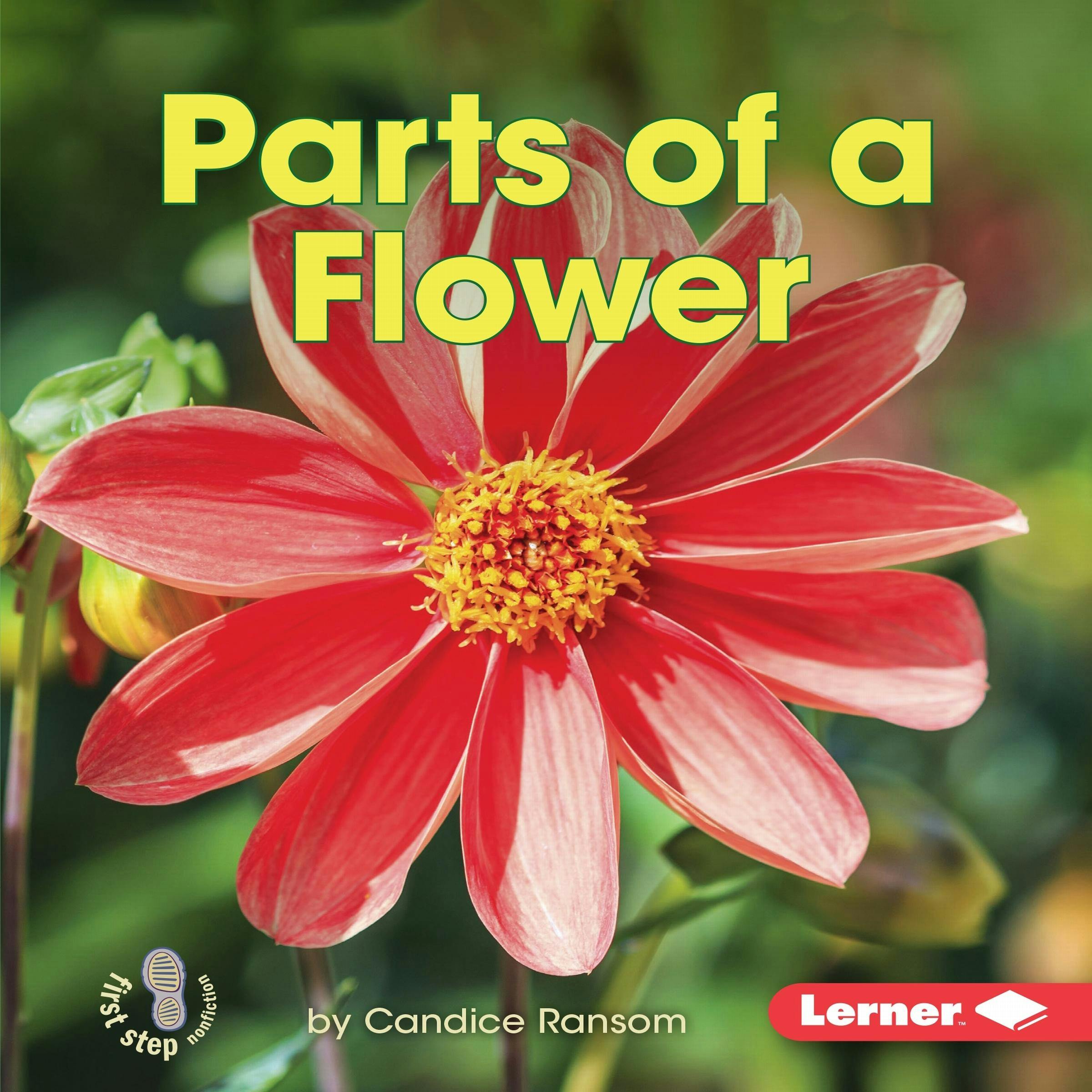 Parts of a Flower - undefined