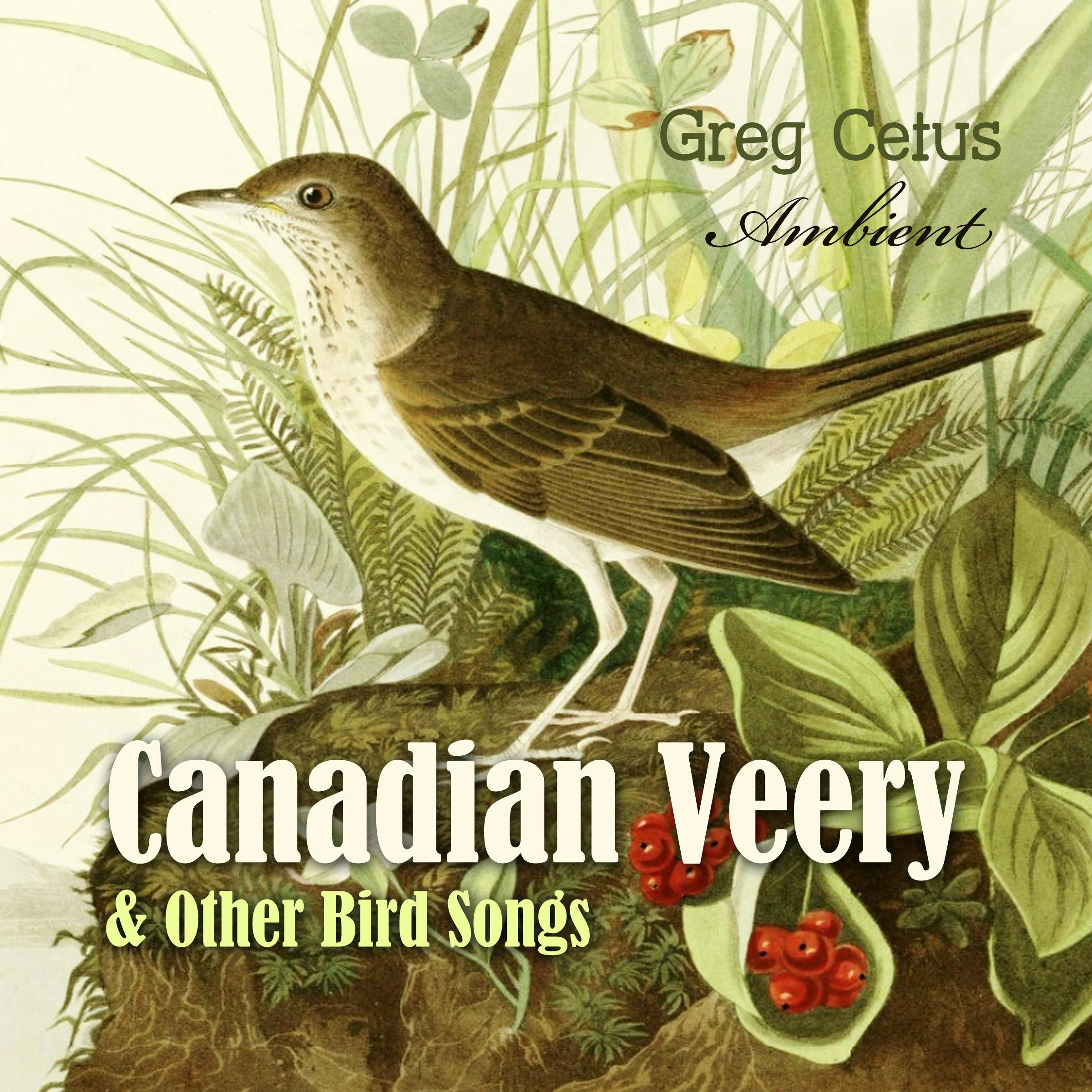 Canadian Veery and Other Bird Songs: Ambient Soundscape for Peace of Mind - Greg Cetus