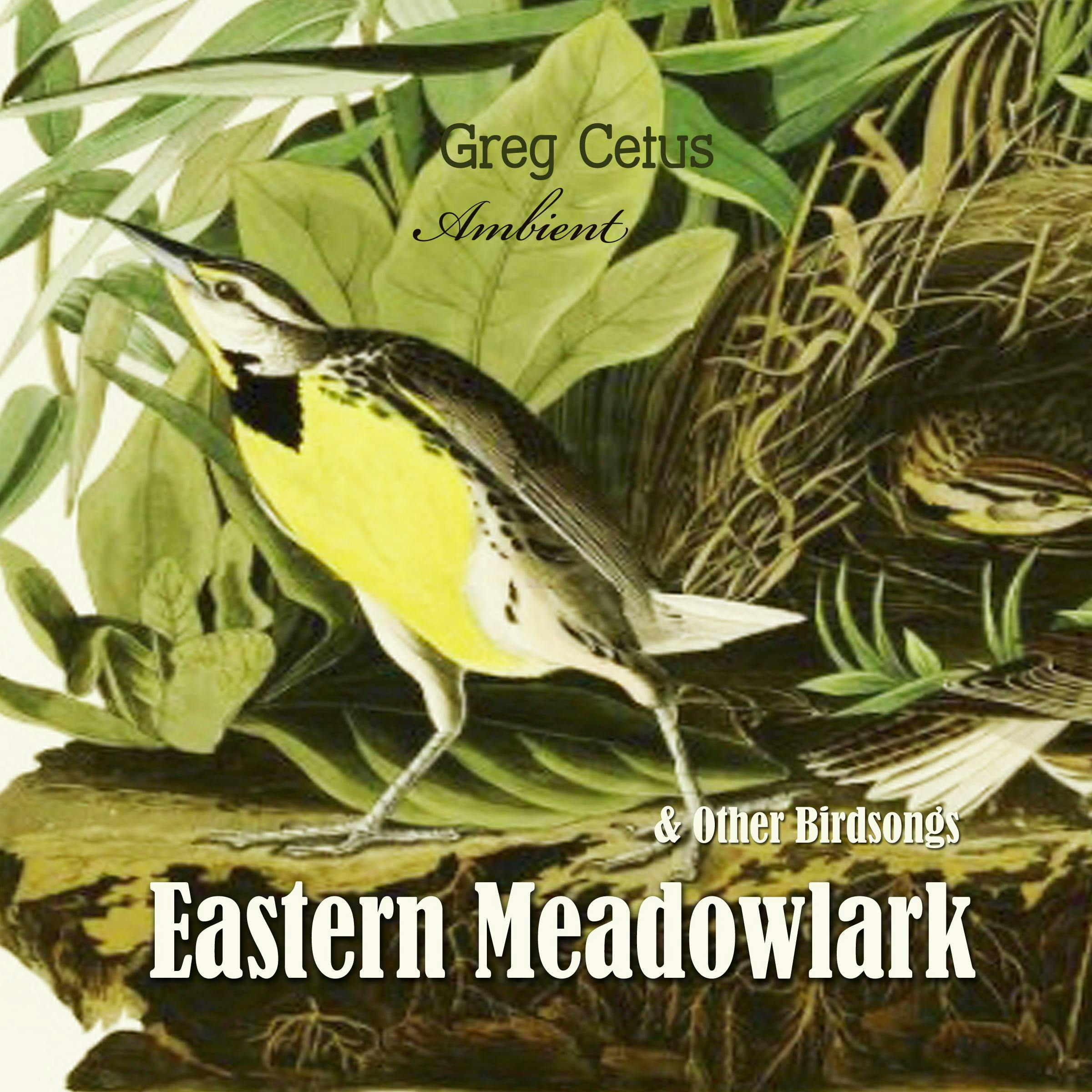 Eastern Meadowlark and Other Bird Songs - Greg Cetus