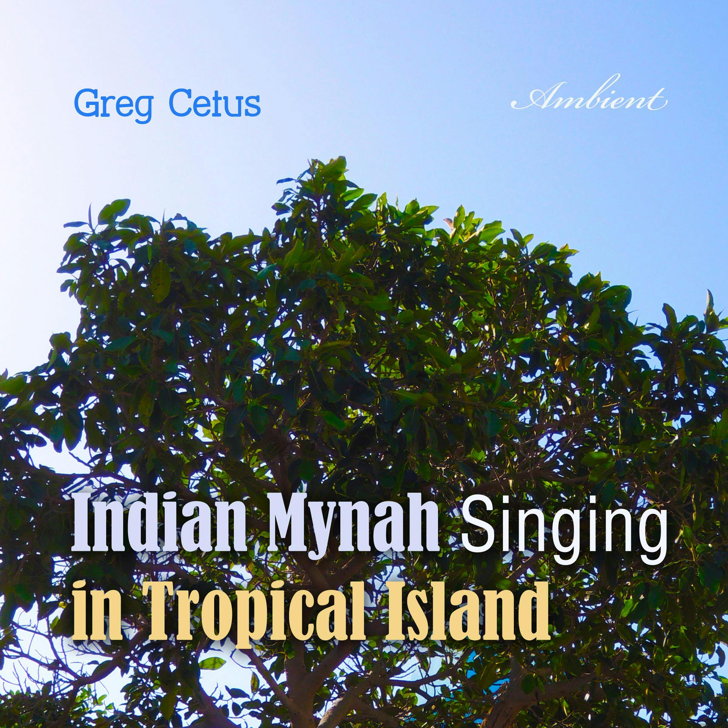 Indian Mynah Singing in Tropical Island - Greg Cetus
